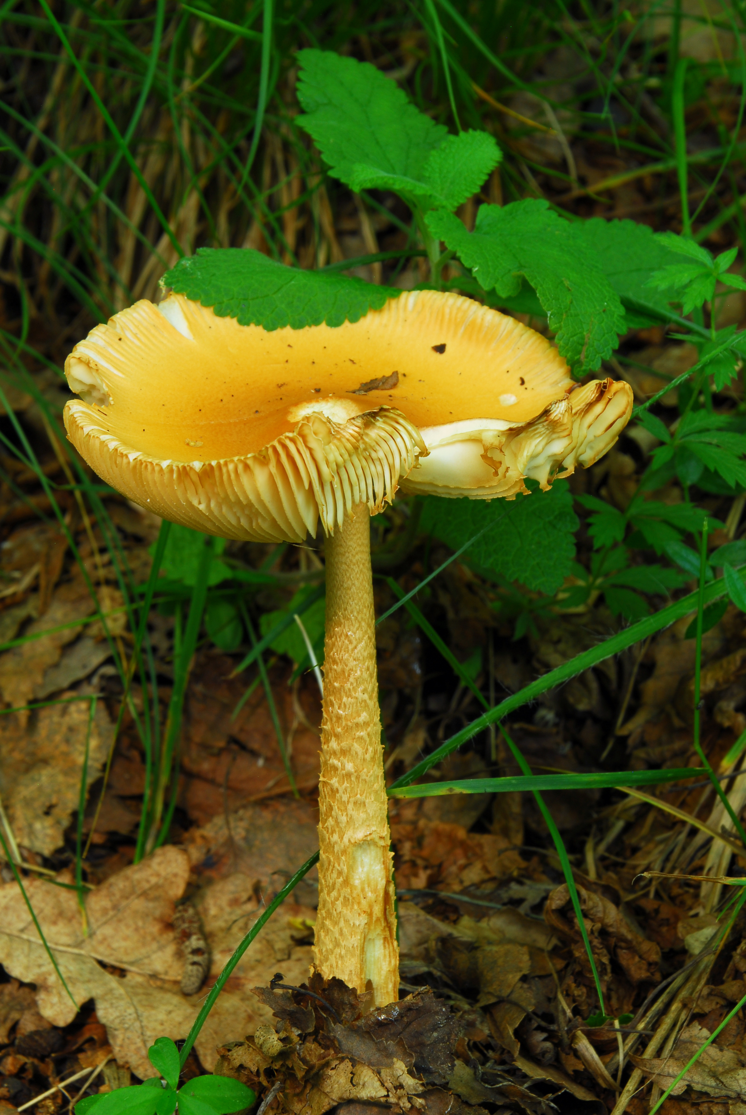 Foto Amanita crocea